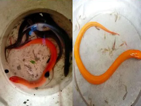 Sự thật về con lươn màu vàng được "đại gia" mua với giá 1,2 tỷ đồng