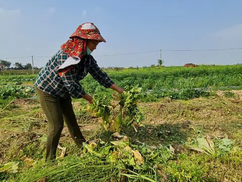 Nghệ An: Rau ế ẩm, nông dân mang về... cho bò ăn