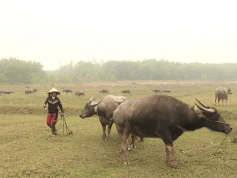 Nghệ An: Thu hàng trăm triệu đồng mỗi năm bằng nghề vỗ béo trâu, bò