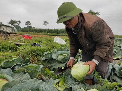 Nghệ An: Công đoàn kêu gọi chung tay "giải cứu" rau xanh cho nông dân