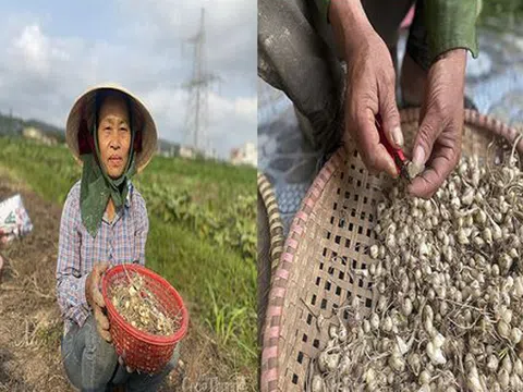 Nghệ An: Hành tăm rớt giá còn 13.000 đồng/kg vẫn "bí" đầu ra