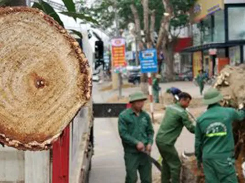 Cận cảnh loạt cây xanh "trái tim thành Vinh" bị đốn hạ làm phố đi bộ
