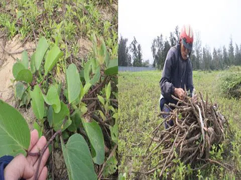 Hà Tĩnh: Nông dân đào bới, cắt thứ cây dại mọc tràn lan bờ biển mà kiếm bộn tiền