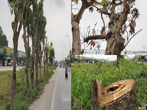 Nghệ An: Hàng cây xanh ở “trái tim thành Vinh” bị chết khô ven đường