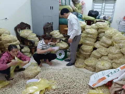 Giá chạm đáy, hàng trăm hecta hành ở Nghệ An chịu phận nằm ruộng