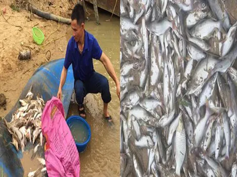 Nghệ An: Nguyên nhân ban đầu khiến cá chết trắng xoá bất thường trên sông Con