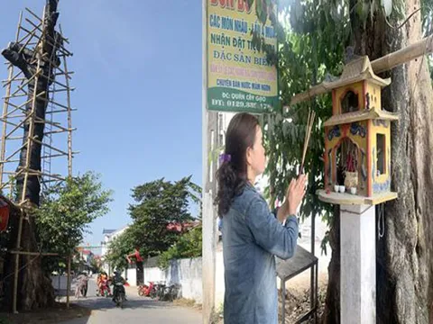 Cả làng góp tiền cứu "cụ gạo" hơn 200 tuổi ở xứ Nghệ