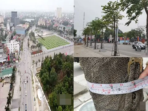 Nghệ An: Mỗi cây hoa ban ở "trái tim thành Vinh" trị giá 13 triệu đồng