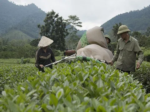 Nghệ An: Bỏ thành phố, hàng chục thanh niên lên rừng “biến sỏi thành cơm”