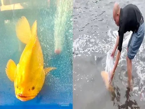 Nghệ An: Thả con cá mú hoàng kim tiền tỷ về với biển