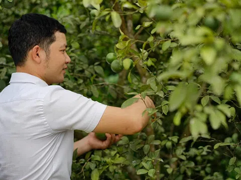 Nghệ An: Lạ đời, trai đẹp bỏ việc dầu khí ở Vũng Tàu về Nam Đàn trồng chanh, trồng chanh nhiều để làm gì?