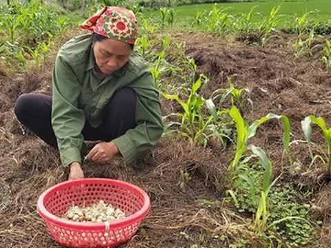 Người làm nghề trồng hành tăm ở Nghệ An buồn vì điệp khúc: "Được mùa - mất giá"