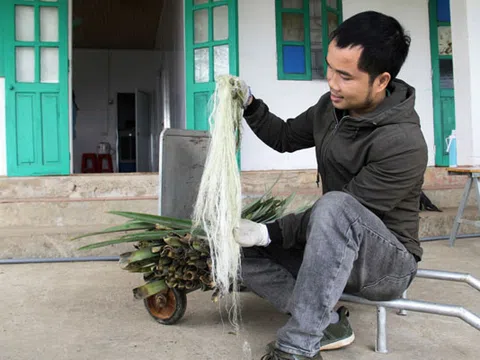 Chàng thanh niên Nghệ An biến lá dứa thành sợi để may hàng thời trang