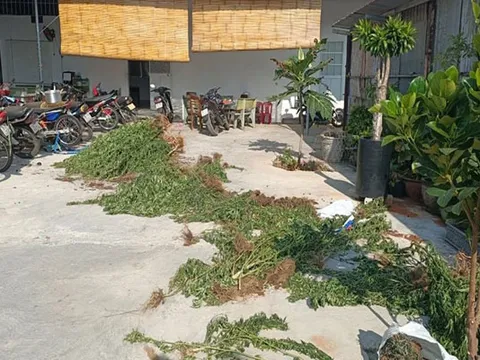 Phát hiện một người nước ngoài trồng hơn 400 cây cần sa