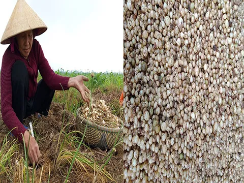 Đặc sản xứ Nghệ rẻ chưa từng có, rao bán khắp chợ