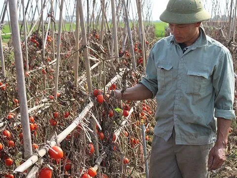 Nghệ An: Rớt nước mắt nhìn cà chua rụng đỏ ruộng, không người mua