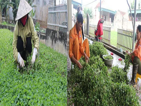 Nghệ An: Trồng rau má dại tưởng làm đại khái cho vui, bất ngờ nông dân này kiếm bộn tiền