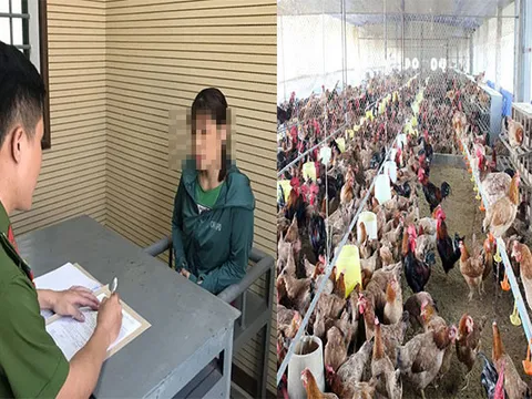 Hà Tĩnh: Thiếu tiền, cháu gái tự ý bán hết gà của chú ruột