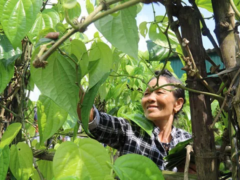 Về Hà Tĩnh xem nghề... "đếm lá, thu tiền"