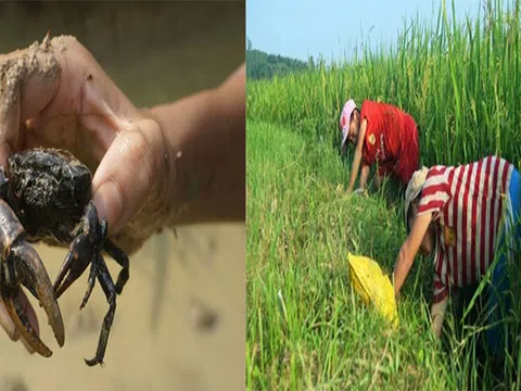 Nghệ An: Vất vả nghề lội bùn bắt con... "bò ngang"