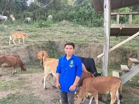 Chàng trai người Khơ Mú ở Nghệ An làm giàu từ 3 con bò giống