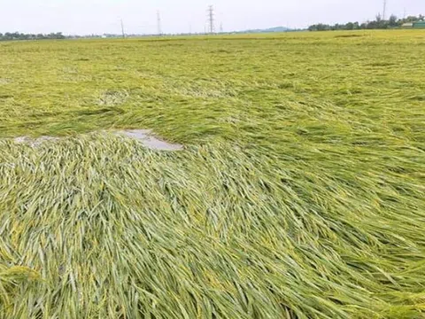 Hà Tĩnh: Xót xa hàng nghìn ha lúa xuân bị ngã đổ do mưa lớn, gió lốc bất ngờ