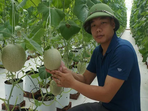 Nghệ An: 8X khiến vùng đất bỏ hoang "đẻ ra tiền"