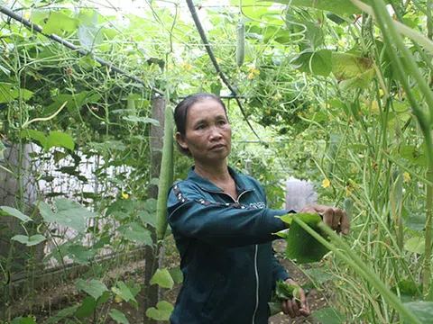 Hà Tĩnh: Nông dân làm xong nhà màng, "mỏi cổ" chờ hỗ trợ