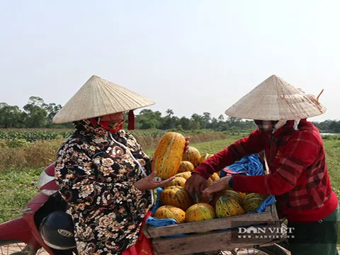 Nghệ An: Trồng thứ cây bò lan man ngoài ruộng, ra quả nứt toe toét, lãi gấp 7 lần cấy lúa