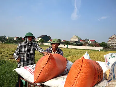 Nông dân Nghệ An phấn khởi vì giá lúa vụ Xuân tăng cao