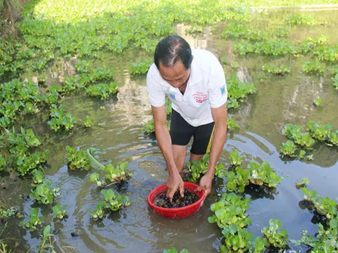 Nghệ An: Đem ốc đặc sản ở miền xuôi lên nuôi ở miền ngược, nhiều người kéo đến xem bất ngờ