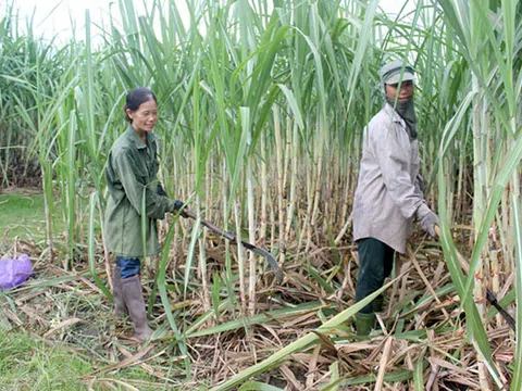 Nghệ An: Nhà máy đường "đói" nguyên liệu