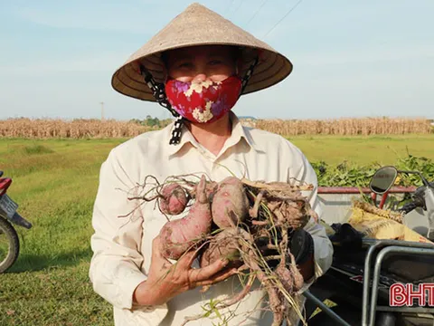 Hà Tĩnh: Trồng khoai lang giống mới, nông dân Nghi Xuân thu về gần 100 triệu đồng/ha