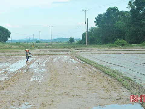 Hà Tĩnh: Hương Khê gieo cấy lúa ngắn ngày, đảm bảo vụ hè thu “ăn chắc”