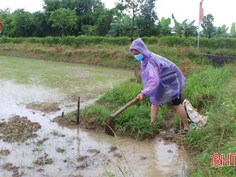 Mưa vàng dịu nhiệt, cấp nguồn nước quý cho đồng ruộng Hà Tĩnh