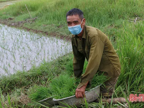 Vượt khó, nông dân Hà Tĩnh nỗ lực hoàn thành vụ gieo cấy hè thu