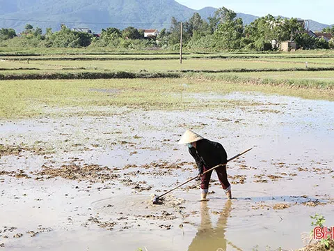 Nông dân Hà Tĩnh “đội nắng” khôi phục lúa hè thu hư hỏng sau mưa lớn