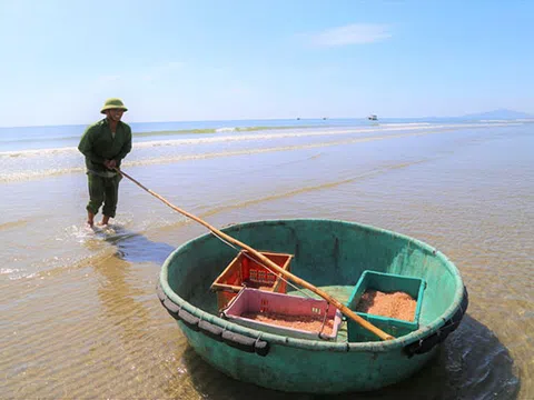 Niềm vui sau khi dỡ bỏ phong tỏa, ngư dân Hà Tĩnh ra khơi "trúng đậm" ruốc biển