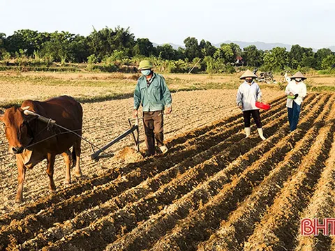 Hà Tĩnh: Người dân Đức Thọ “bám đồng” trỉa đậu, chăm lạc