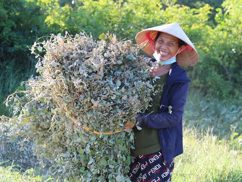 Hà Tĩnh: Nông dân "cướp nắng" thu hoạch cây thuốc hiệu quả gấp 3 lần trồng màu