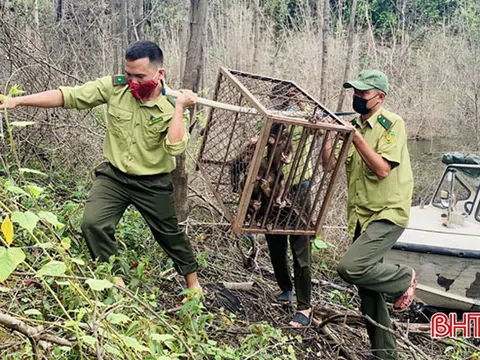 Vườn Quốc gia Vũ Quang thả 3 cá thể khỉ mặt đỏ về môi trường tự nhiên