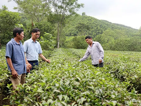 Nông dân và doanh nghiệp Nghệ An "chia khó" tiêu thụ chè "mùa dịch"