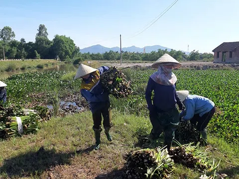 Nông dân Hà Tĩnh bất ngờ thu lợi từ loài cây "kẻ thù"