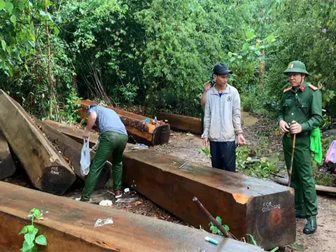 "Ngược đời lâm tặc tố kiểm lâm... tiếp tay phá rừng": Truy tố 5 người