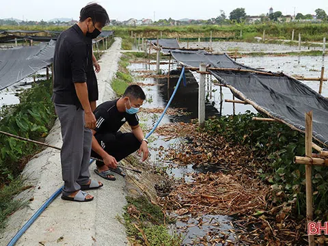 Hà Tĩnh: “Triệu phú” ốc bươu ở xã ngoài đê La Giang