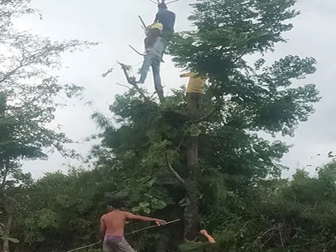 Trèo cây hái lá cho dê ăn, một phụ nữ bị điện giật tử vong