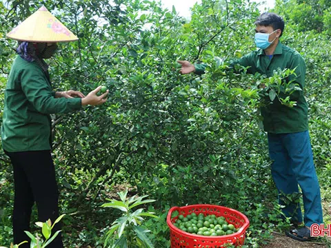 Hà Tĩnh: Chanh Vũ Quang sai quả nhưng lại... “rớt” giá, ế hàng!