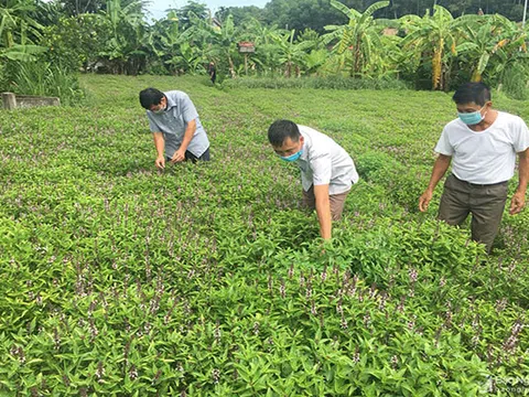 Nông dân Nghệ An trồng húng quế chiết tinh dầu xuất khẩu