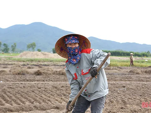 Nông dân vựa hành tăm Hà Tĩnh hối hả xuống giống vụ mới