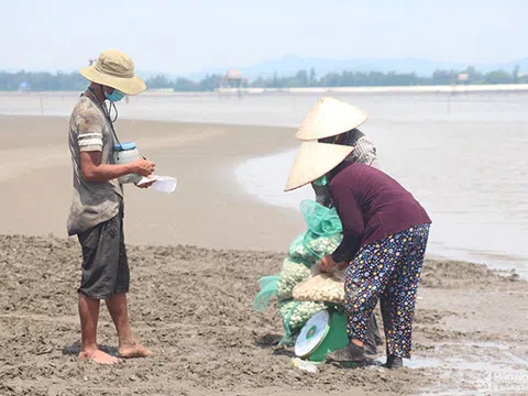 Nghệ An: Nông dân gặp khó vì ngao nuôi giảm giá, tiêu thụ chậm